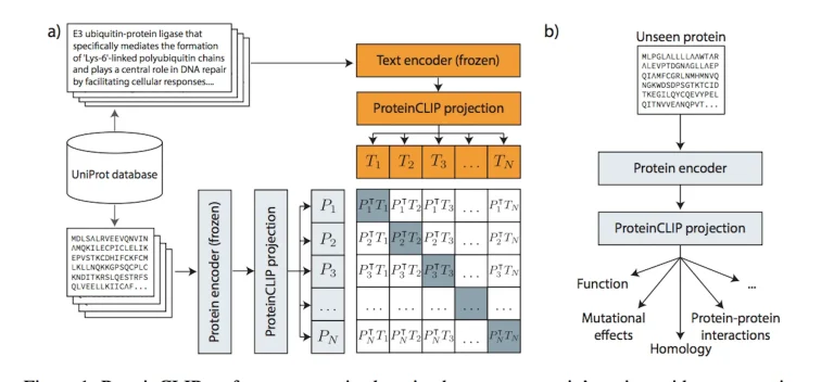 Decoding Protein Function with ProteinCLIP: How Natural Language Enhances Protein Language Models