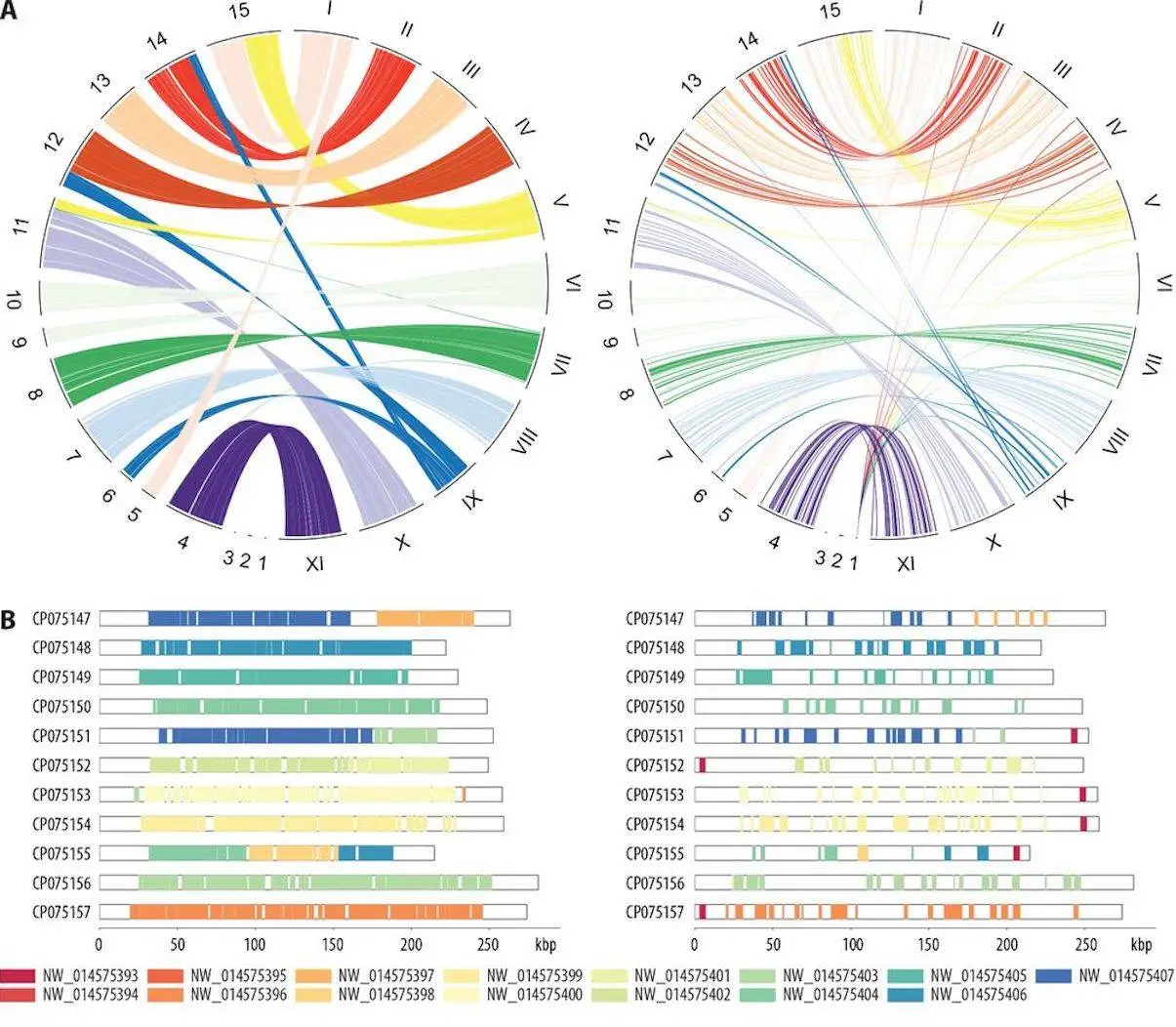 SYNY: A Powerful Pipeline for Investigating and Visualizing Genome Collinearity