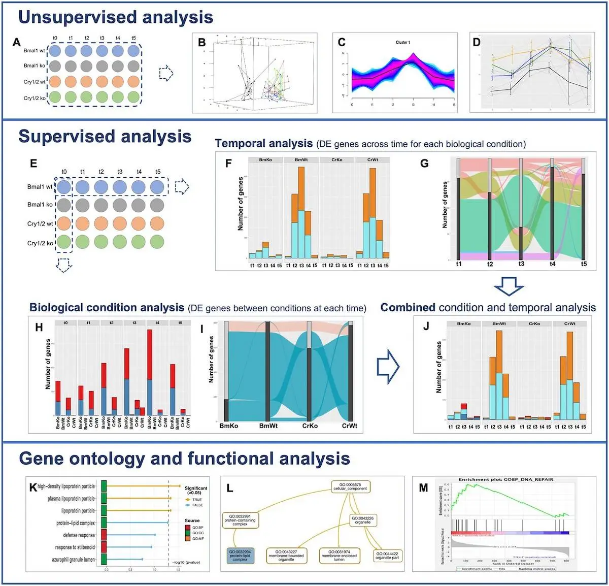 MultiRNAflow: A Comprehensive Tool for Temporal RNA-Seq Data Analysis in Multiple Biological Conditions