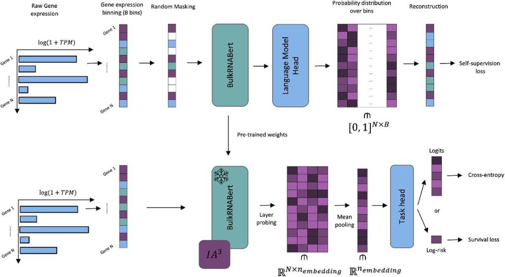 BulkRNABert: A New Weapon in the Fight Against Cancer - How AI Reads Genes for Better Prognosis