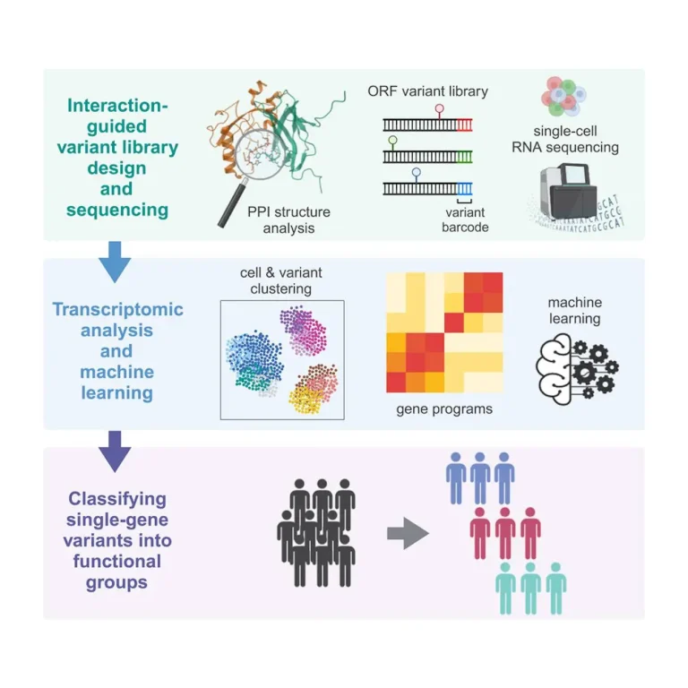 Decoding the Impact of Mutations: Interface-Guided Phenotyping of RUNX1 Transcription Factor Reveals New Insights