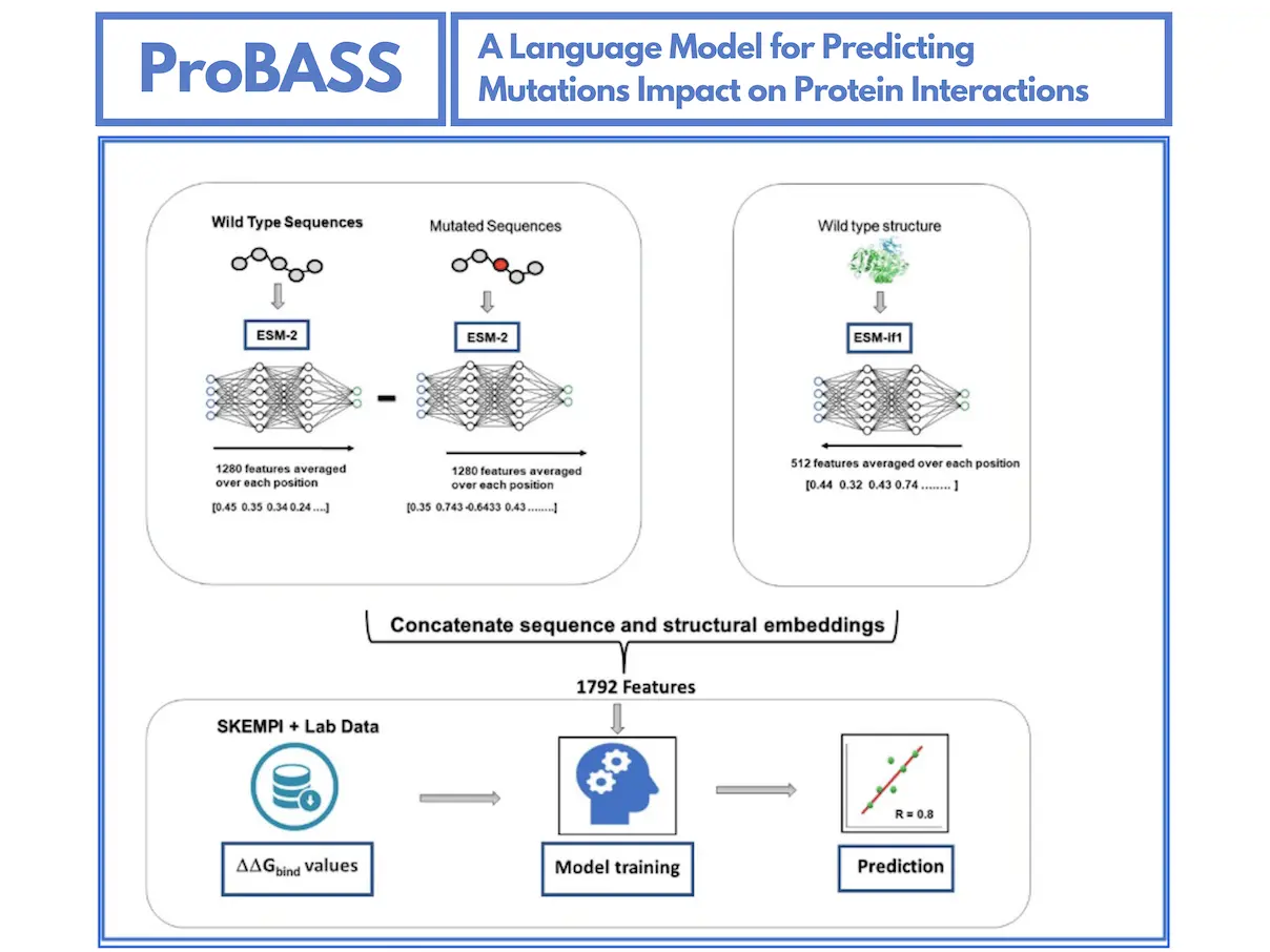 ProBASS: A Game-Changer in Predicting Mutation Impact on Protein Interactions