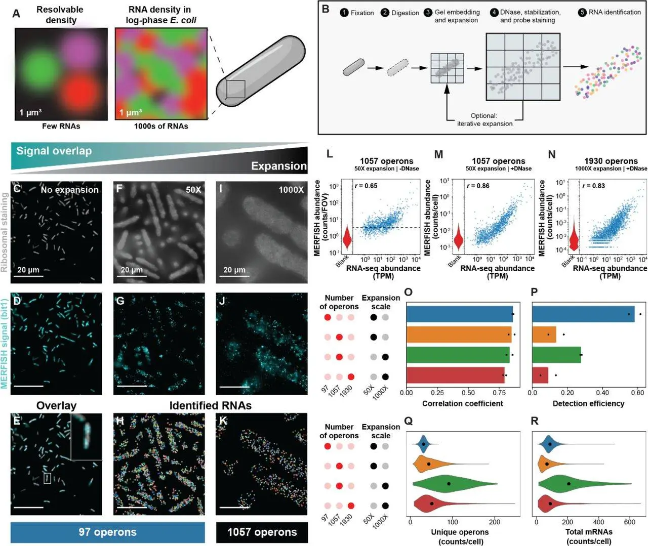 Unlocking Bacterial Secrets: Highly Multiplexed Spatial Transcriptomics