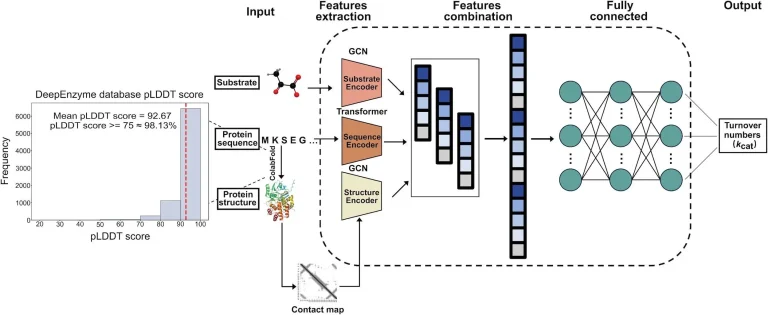 Unlocking the Potential of Enzyme Engineering with DeepEnzyme: A Deep Learning Approach to Predicting Enzyme Turnover Numbers