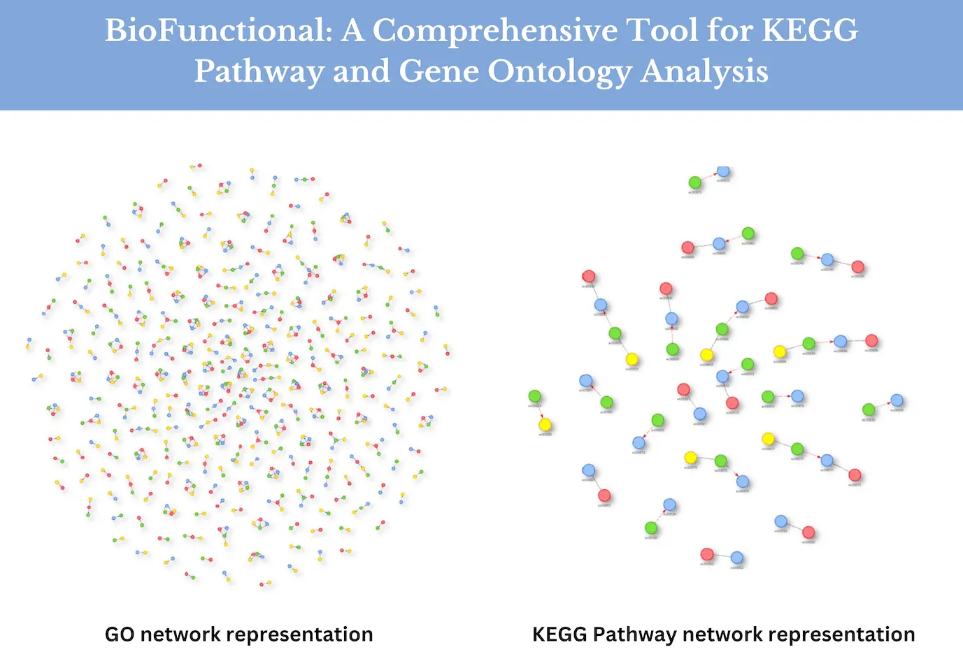 BioFunctional: Your All-in-One Tool for KEGG Pathway and Gene Ontology Analysis
