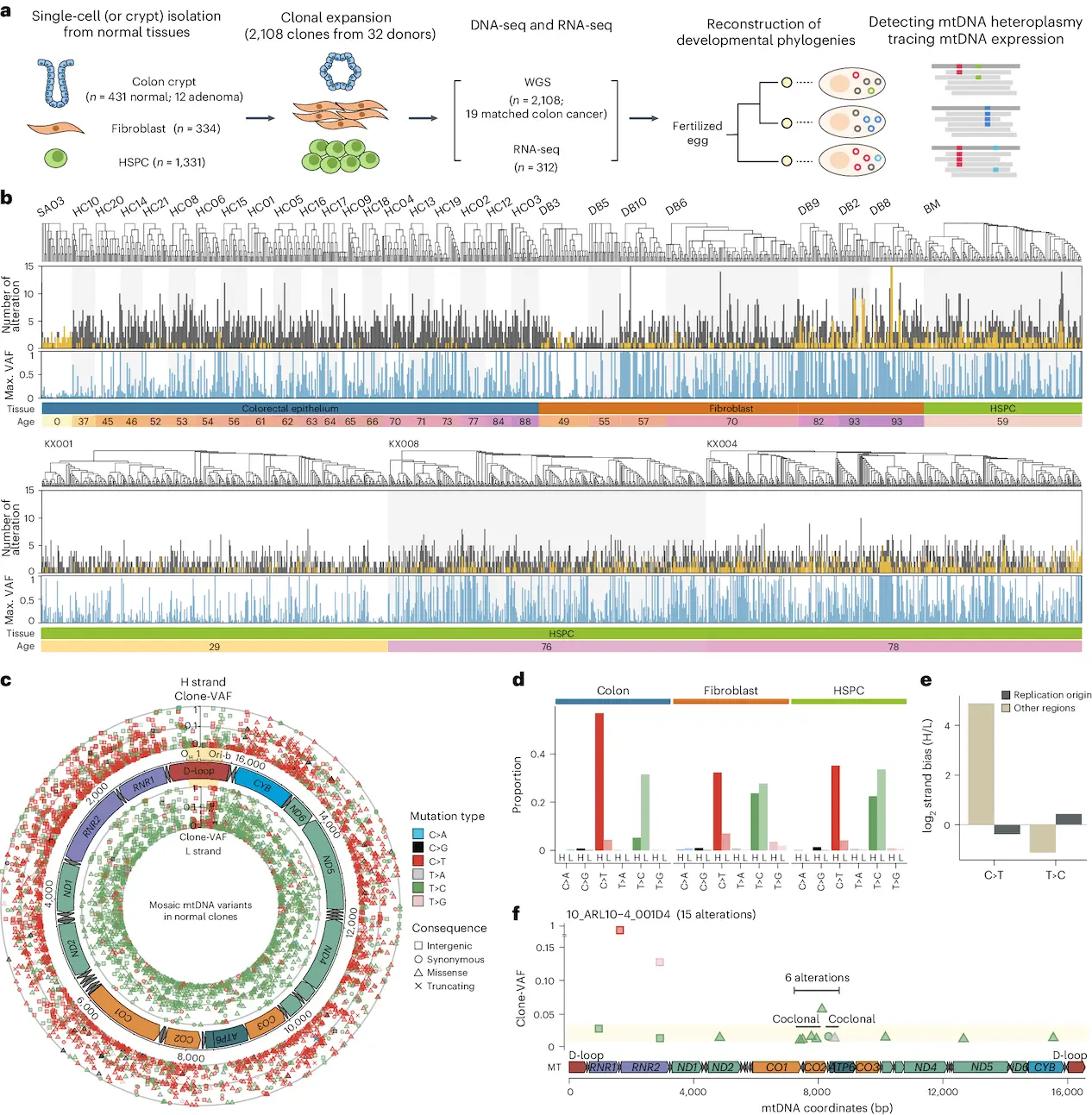 Exploring Mitochondrial DNA Mutations with Mosaicism in Cancer and Aging
