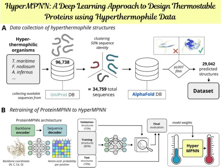 Learning from Extremophiles: HyperMPNN's Revolutionary Approach to Thermostable Protein Design