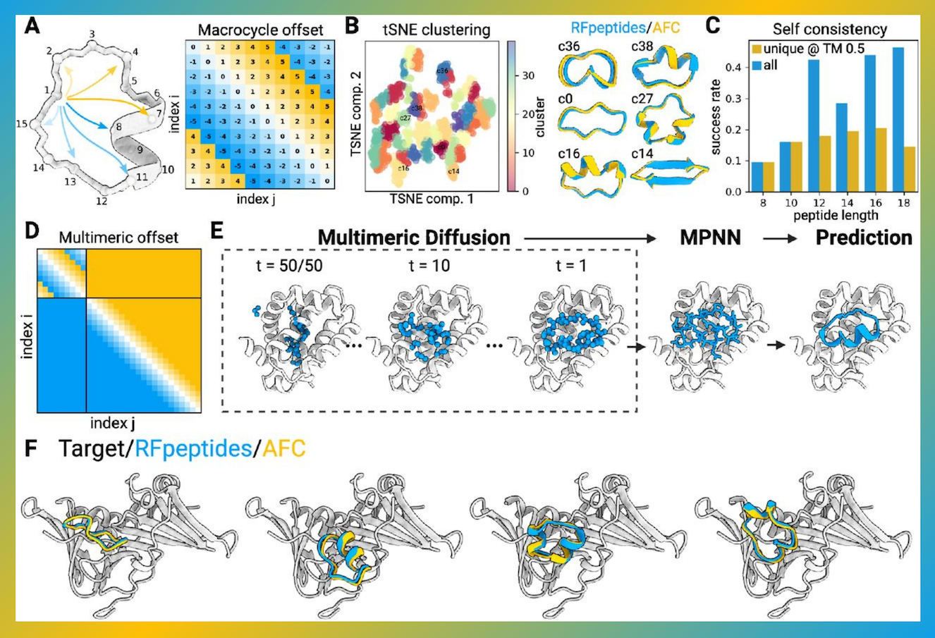 AI-Driven Macrocycle Design: How RFpeptides Generate High-Affinity Protein Binders for Diagnostics and Therapeutics