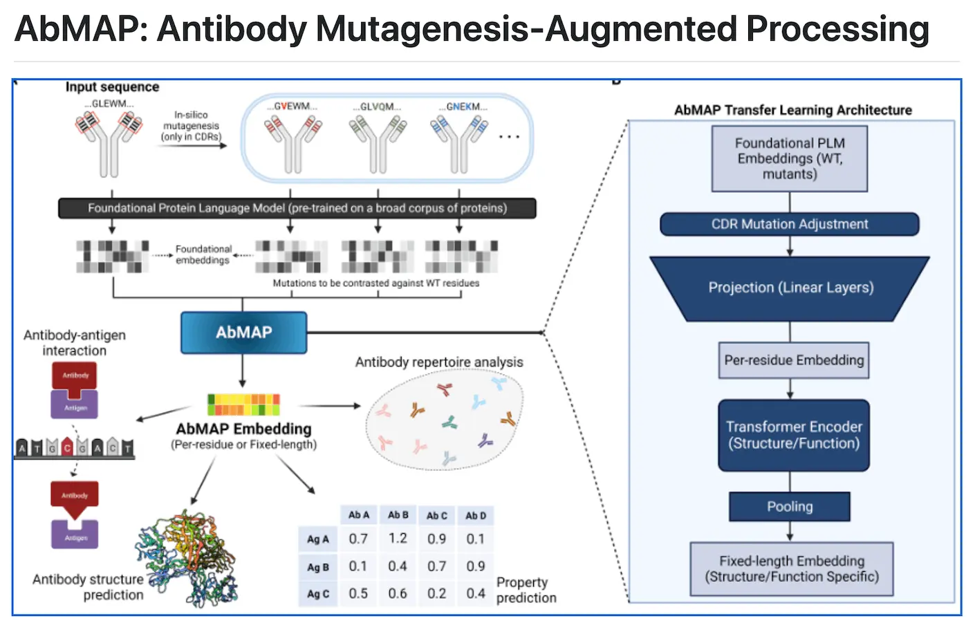 MIT Scientists Develop More Precise Computational Method for Predicting Antibody Structures