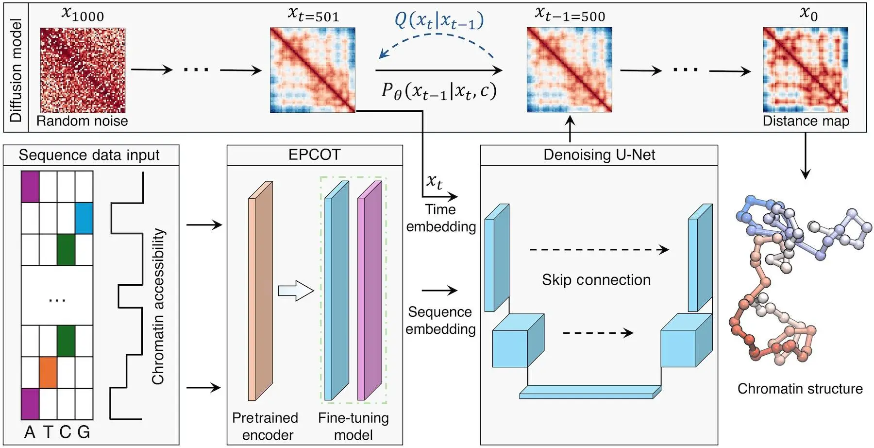 MIT's ChromoGen: From DNA Sequence to 3D Structure in Minutes