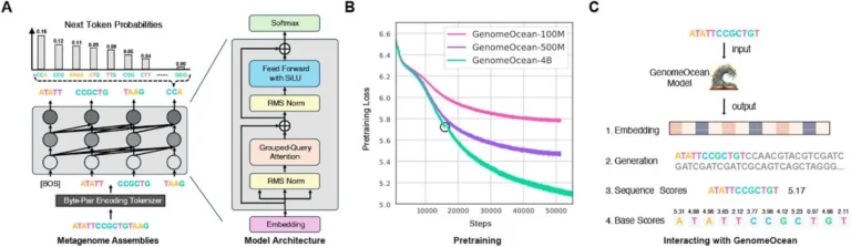 GenomeOcean: A Powerful Genome Foundation Model for Large-Scale Metagenomic Research