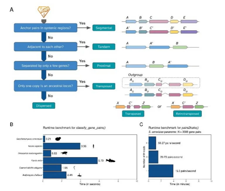 doubletrouble: A Comprehensive R Package for Gene Duplication Detection and Classification