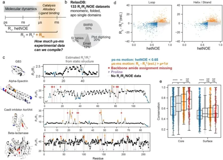 Dyna-1: Unraveling Protein Dynamics with Deep Learning and NMR Data