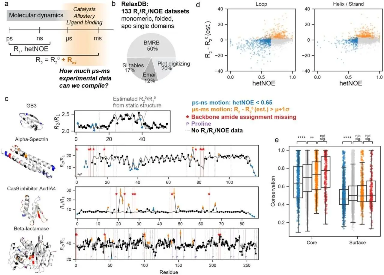 Dyna-1: Unraveling Protein Dynamics with Deep Learning and NMR Data