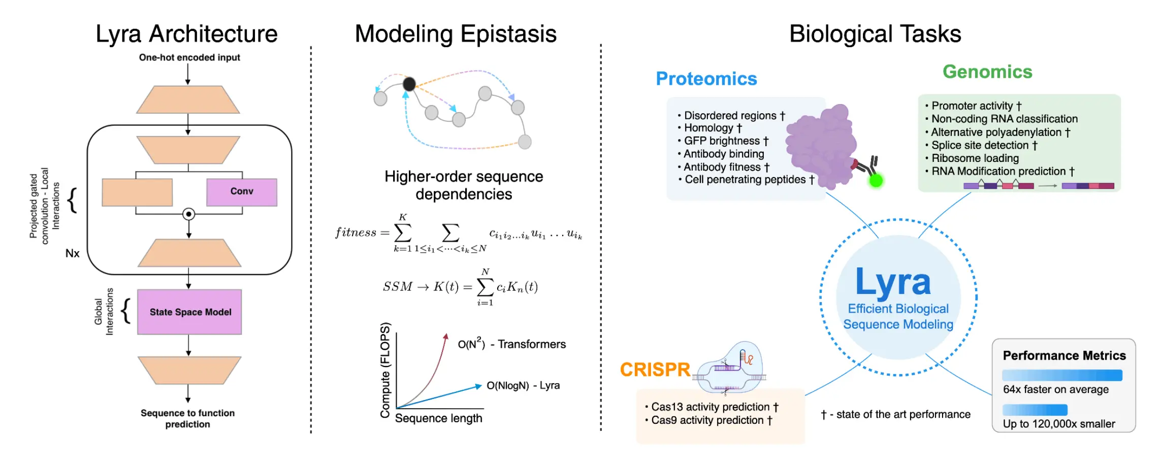 Lyra: A Revolutionary AI Model for Biological Sequence Modeling
