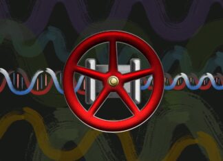 ‘Valves in DNA’ Created to Shape the Flow of Biological Information DNA valve controlling molecular processes along DNA