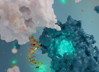 Nanoantenna – The World’s Smallest Antenna Created Using DNA to Monitor Protein Movement Illustration of DNA Fluorescent Nanoantenna (Caitlin Monney)