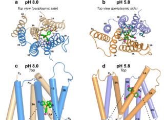Protein Structure of a Small Multidrug Resistance Transporter ‘EmrE’ Suggests the Drug-Resistance Mechanism EmrE-TPP