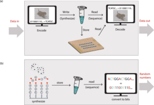 Synthetic DNA applications in information technology