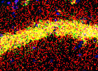 Scientists Have Discovered a New Process Implicated in Learning and Memory Scientists Have Discovered a New Process of Learning and Memory