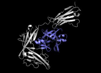 Artificial Intelligence Model Predicts in Seconds How Two Proteins Will Bind in Real-Time MIT_Protein-Docking-01-PRESS_0