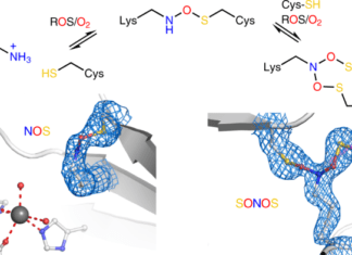 Scientists Discovered a New Protein Group that Serves Critical Function in Nature Protein Switches