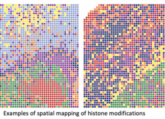 Mapping the Development of Cell Types and Tissues Examples of Spatial Mapping of Histone Modifications