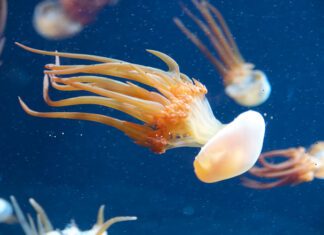 Reassembling the Chromosomes of Earth’s First Creatures Rhopilema_esculentum_MBA750px