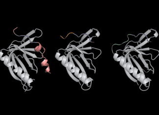 Determining How Proteins Identify Their Binding Partners Inside Cells SLiMs_and_ENAH