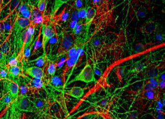 Machine Learning and Artificial Intelligence Based Study Helps Understand How Brain Cells Work mouse-neurons-475x268-c-default