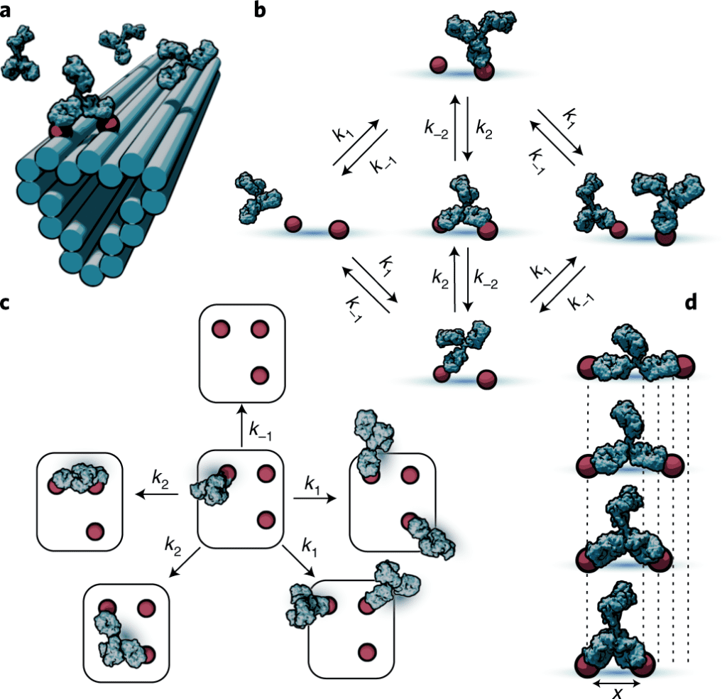 Antibody_Antigen