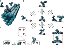 Scientists Develop a Model to Show How Antibodies Move Like a Playing Child While Navigating Pathogen Surfaces Antibody_Antigen