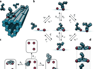 Scientists Develop a Model to Show How Antibodies Move Like a Playing Child While Navigating Pathogen Surfaces Antibody_Antigen