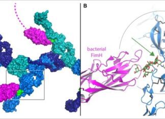 A Perfect Trio of Crystallography, Cryo-EM and AlphaFold Reveals Information on Important Human Antibacterial Proteins Model of human UMOD_FimH interaction_Jovine-custom20220311073044