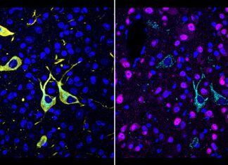 Scientists from Scripps Research Developed a New Technique ‘CATCH’ to Pinpoint Where Drug Molecules Hit Their Targets in the Body CATCH Drug Molecules Targets