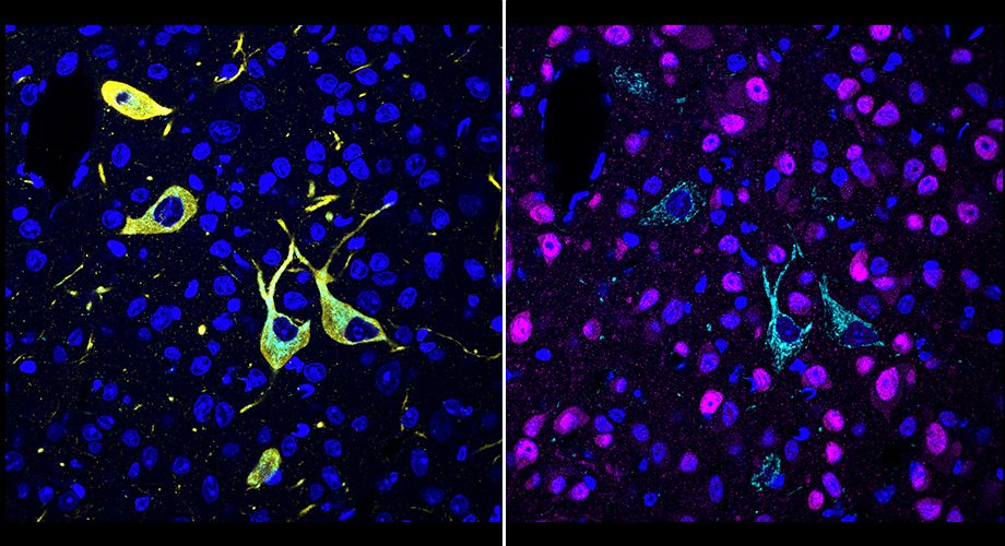 CATCH Drug Molecules Targets