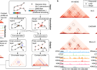 Scientists Develop a Deep Learning Model ‘CAESAR’ to Connect High-Resolution 3-Dimensional Chromatin Organization With Epigenomics Deep Learning Model Epigenomics