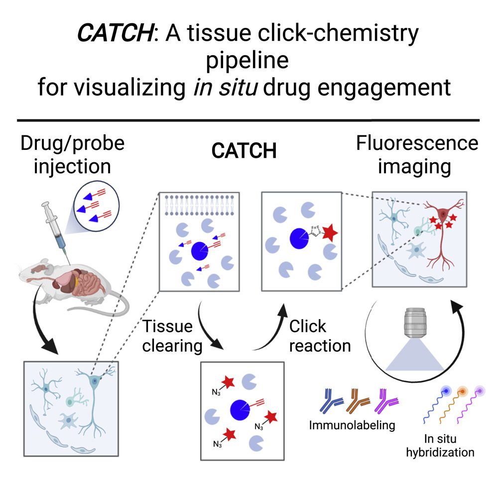 CATCH Drug Molecules Targets