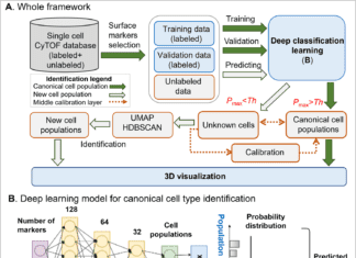 DGCyTOF: Deep Learning with Graphic Cluster Visualisation Model for Predicting Cell Types from Single-Cell Mass Cytometry Data DGCyTOF model - single-cell mass cytometry
