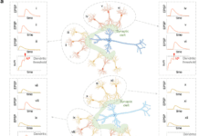 IBM Scientists Introduce Principles of Synaptic Integration in the Development of Deep Neural Networks Synaptic Integration in the Development of Deep Neural Networks