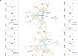 IBM Scientists Introduce Principles of Synaptic Integration in the Development of Deep Neural Networks Synaptic Integration in the Development of Deep Neural Networks