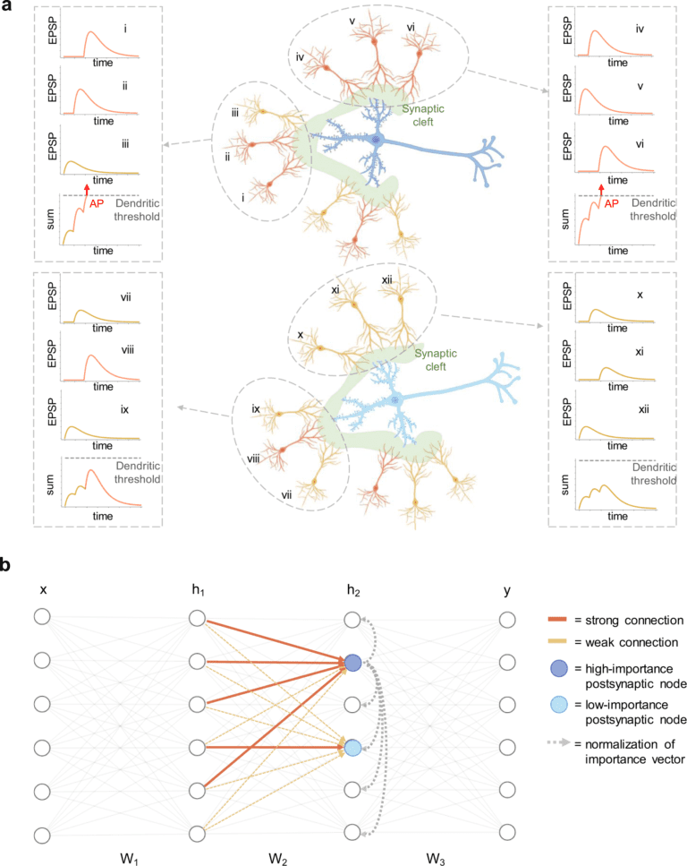 Synaptic Integration in the Development of Deep Neural Networks