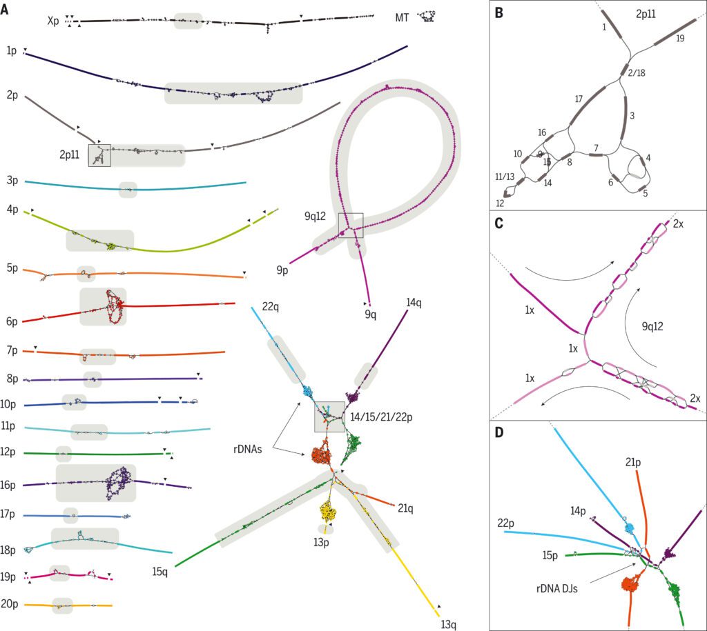 Complete Human Genome CHM13 genome