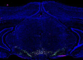 Single Cell RNA Sequencing Determines 16 Distinct Cell Populations in a Key Brain Area for Substance Use Disorders Single Cell RNA Sequencing
