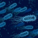Antibiotics Gut Microbes