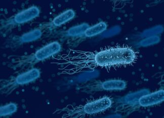 Engineered Bacteria Prevent Antibiotics from Harming the Beneficial Gut Microbes Antibiotics Gut Microbes