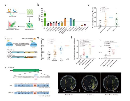 Scientists Developed a New Improved Prime Editor in Plants to Produce ...