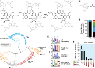 Vanderbilt University Researchers have Developed a Novel Method to Target Potentially Undiscovered Beneficial Therapeutic Chemicals Novel method to target potentially undiscovered beneficial therapeutic chemicals
