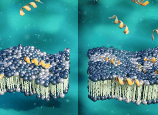 Scientists Identify New Mechanism in Small Peptide that Shows Huge Potential to Treat Antibiotic-Resistant Bacteria Small Peptide that Shows Huge Potential to Treat Antibiotic-Resistant Bacteria