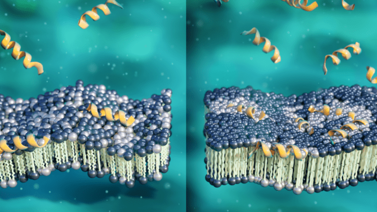 Small Peptide that Shows Huge Potential to Treat Antibiotic-Resistant Bacteria